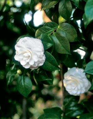 Countryliving.com - white Nuccios Gem Camellia.jpg